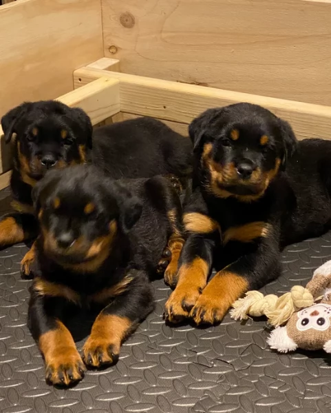cuccioli di rottweiler di altissima qualitagrave purosangue al 100 per adozione | Foto 0