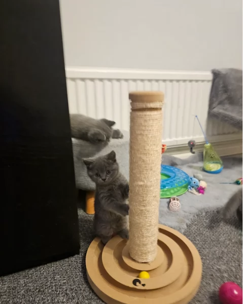 Adorabili gatti British Shorthair in adozione | Foto 1