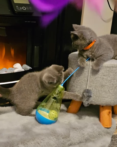 Adorabili gatti British Shorthair in adozione | Foto 0