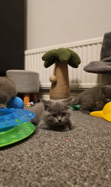 Adorabili gatti British Shorthair in adozione