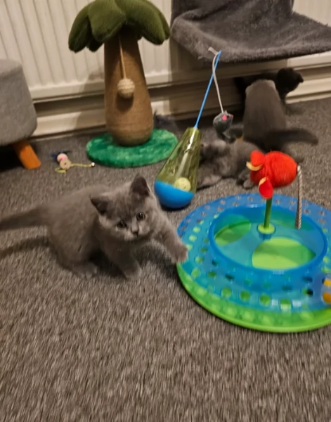 Adorabili gatti British Shorthair in adozione | Foto 0