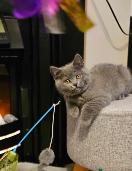 Adorabili gatti British Shorthair in adozione