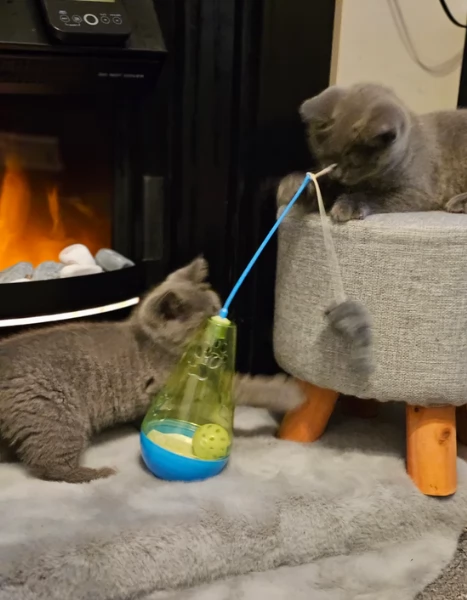 Adorabili gatti British Shorthair in adozione | Foto 0