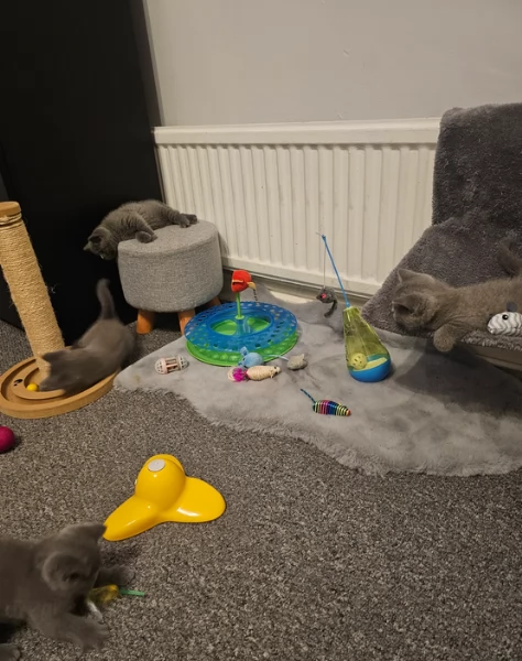 Adorabili gatti British Shorthair in adozione | Foto 1