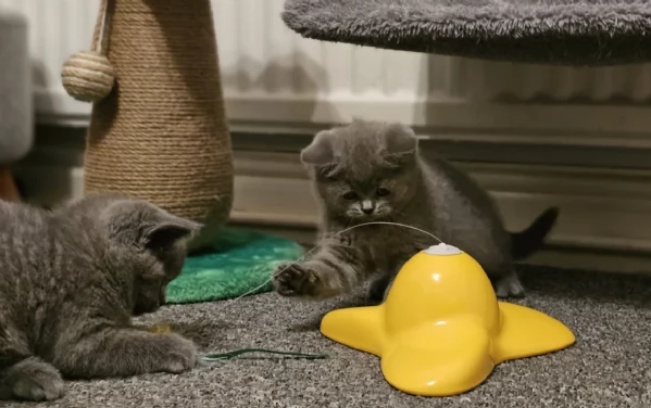 Adorabili gatti British Shorthair in adozione