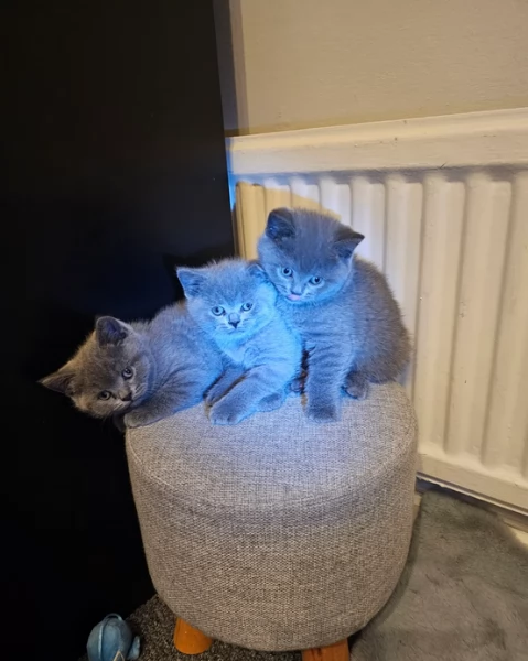 Adorabili gatti British Shorthair in adozione | Foto 0