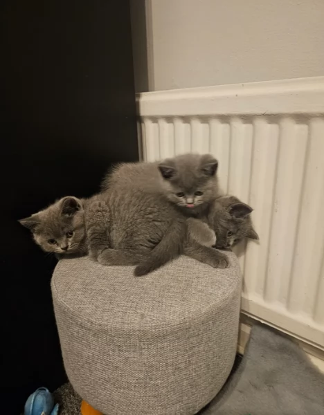 Adorabili gatti British Shorthair in adozione | Foto 0