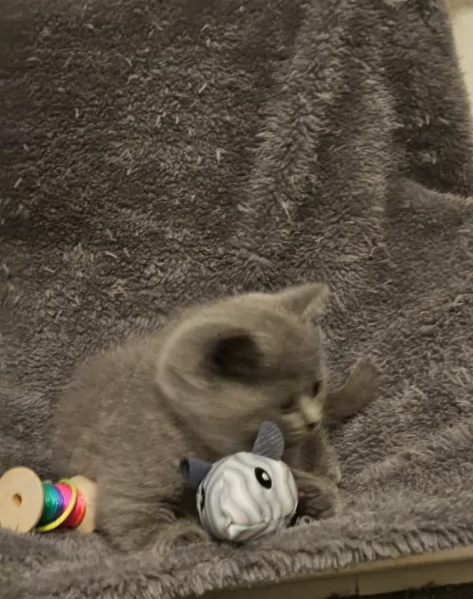 Adorabili gatti British Shorthair in adozione | Foto 3