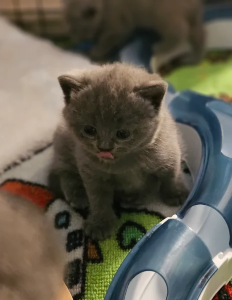 Adorabili gatti British Shorthair in adozione | Foto 1