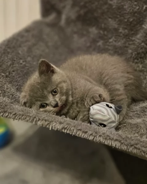 Adorabili gatti British Shorthair in adozione | Foto 0