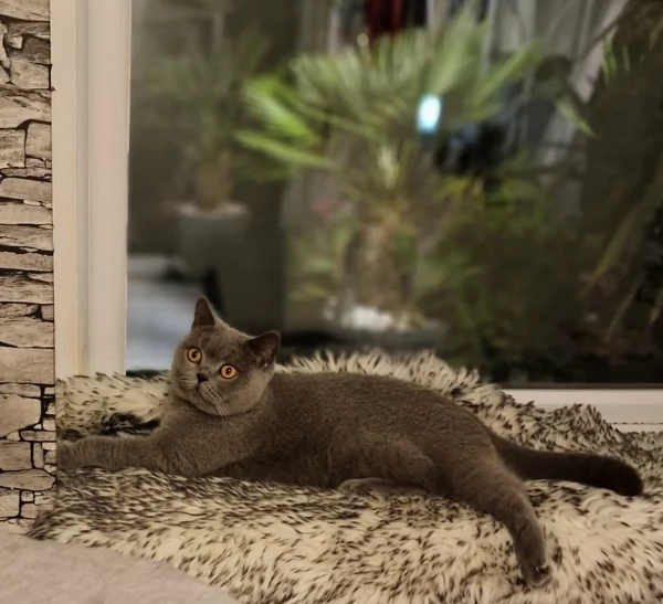 Adorabili gatti British Shorthair in adozione | Foto 1