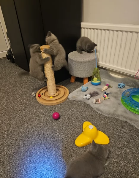 Adorabili gatti British Shorthair in adozione | Foto 2