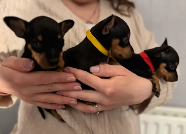Bellissimi  Cuccioli di Pinscher in adozione