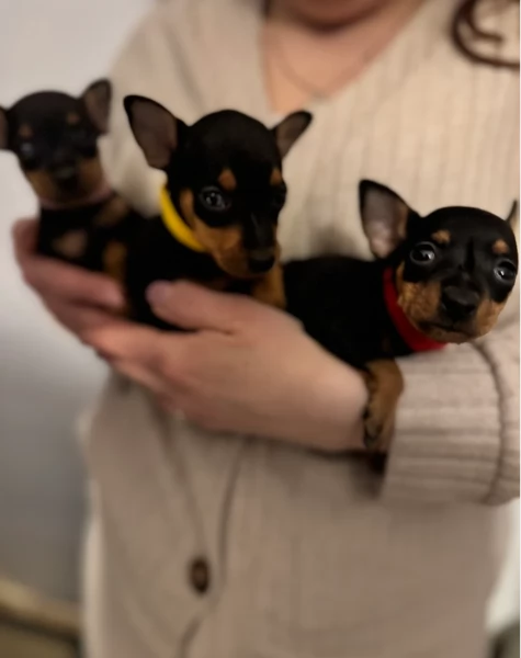 Bellissimi Cuccioli di Pinscher in adozione