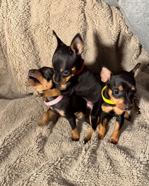 Bellissimi Cuccioli di Pinscher in adozione | Foto 0
