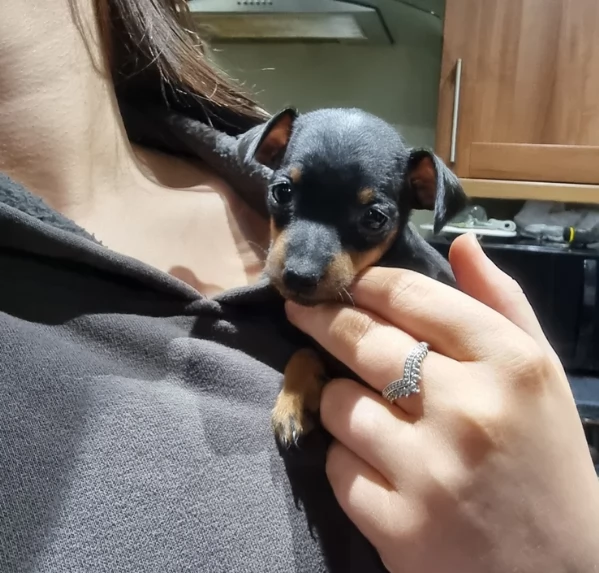 Bellissimi Cuccioli di Pinscher in adozione | Foto 2