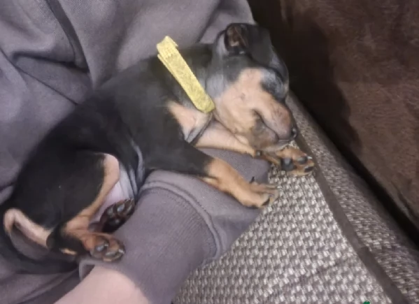 Bellissimi Cuccioli di Pinscher in adozione | Foto 2