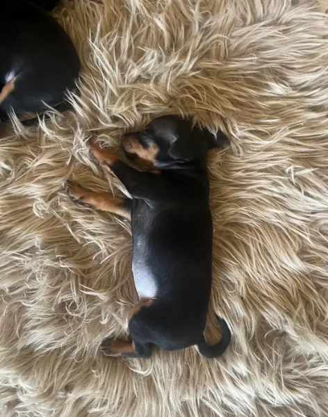 Bellissimi Cuccioli di Pinscher in adozione | Foto 1