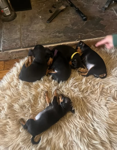 Bellissimi Cuccioli di Pinscher in adozione | Foto 0