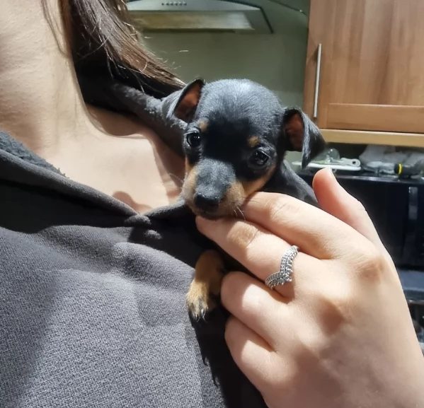 Bellissimi Cuccioli di Pinscher in adozione | Foto 2