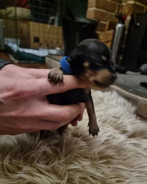 Bellissimi Cuccioli di Pinscher in adozione | Foto 4