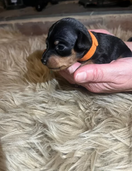 Bellissimi Cuccioli di Pinscher in adozione | Foto 3