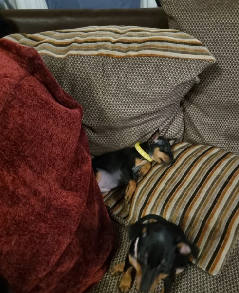 Bellissimi Cuccioli di Pinscher in adozione | Foto 2