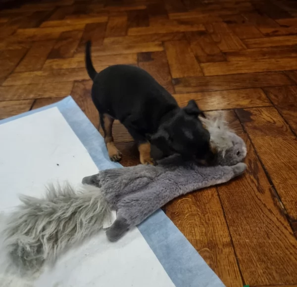 Bellissimi Cuccioli di Pinscher in adozione | Foto 1