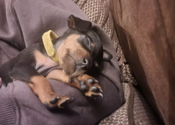 Bellissimi Cuccioli di Pinscher in adozione