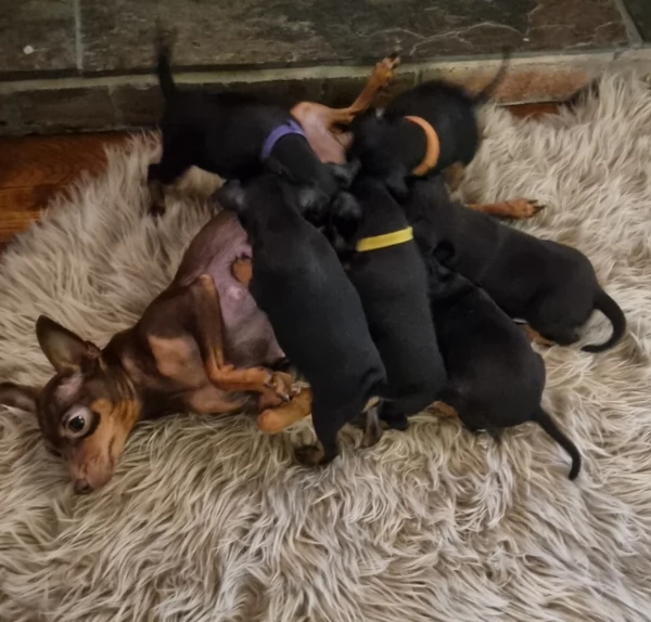 Bellissimi Cuccioli di Pinscher in adozione | Foto 0