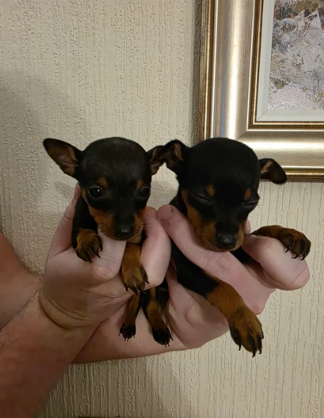 Bellissimi Cuccioli di Pinscher in adozione | Foto 1
