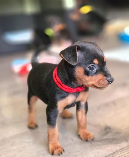 Bellissimi Cuccioli di Pinscher in adozione | Foto 3