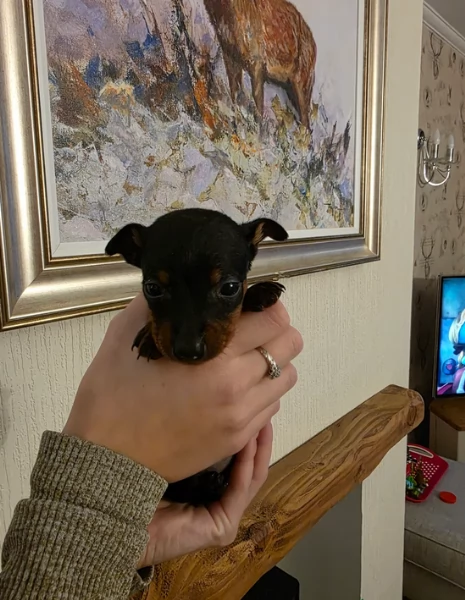 Bellissimi Cuccioli di Pinscher in adozione | Foto 2
