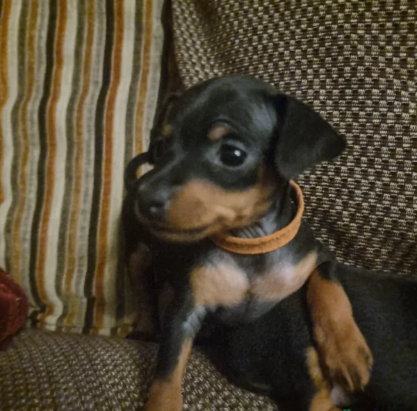 Bellissimi Cuccioli di Pinscher in adozione | Foto 2