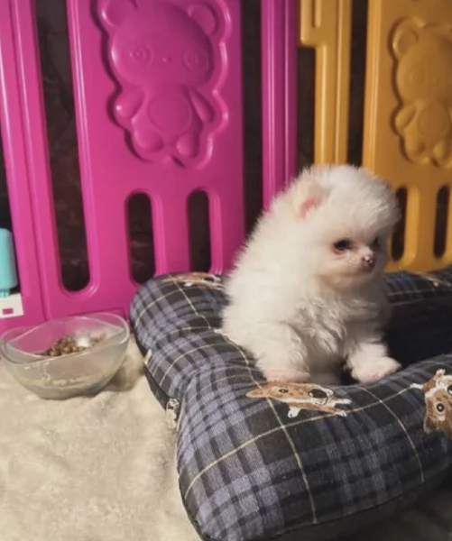 stupendi pomerania di razza pura taglia piccola per adozione | Foto 3