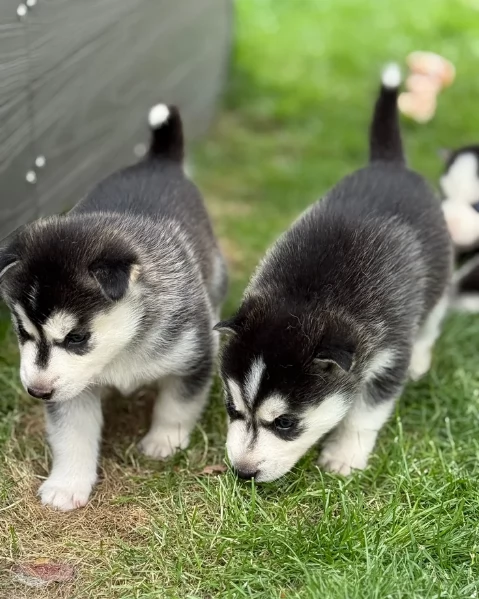 stupendi HUSKY di razza pura taglia MEDIA per adozione | Foto 2