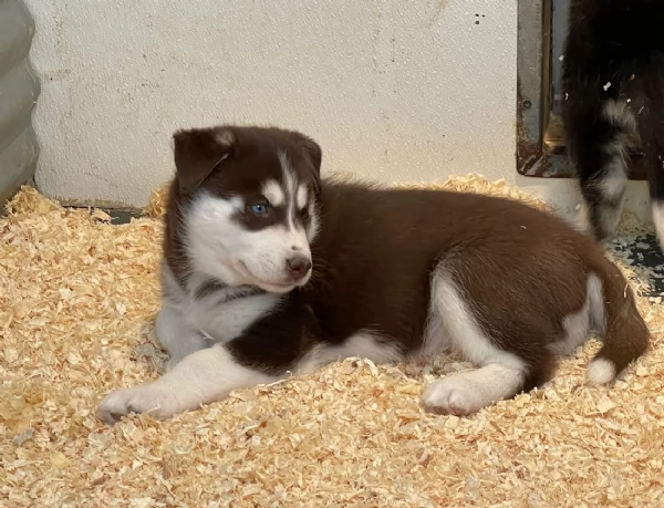 stupendi HUSKY di razza pura taglia MEDIA per adozione | Foto 1