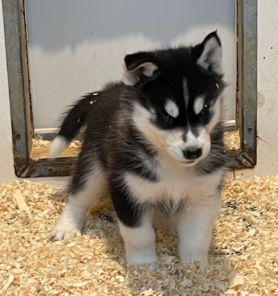 stupendi HUSKY di razza pura taglia MEDIA per adozione | Foto 3