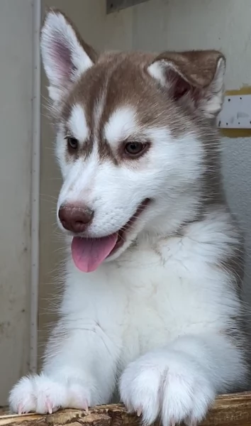 stupendi HUSKY di razza pura taglia MEDIA per adozione | Foto 6