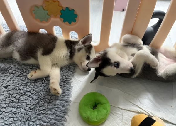 stupendi HUSKY di razza pura taglia MEDIA per adozione | Foto 4
