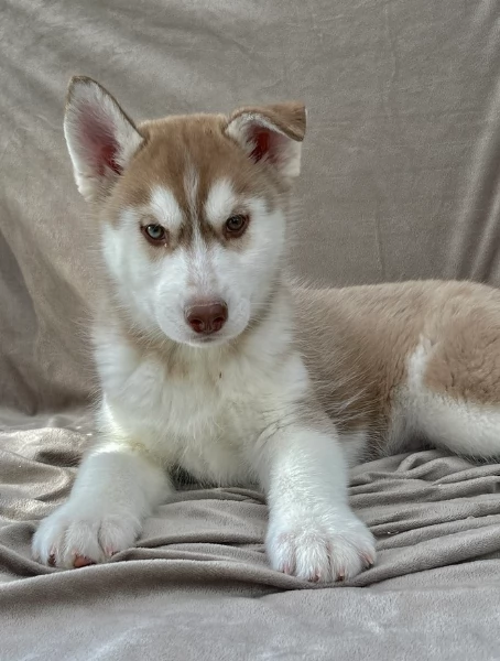 stupendi HUSKY di razza pura taglia MEDIA per adozione | Foto 3