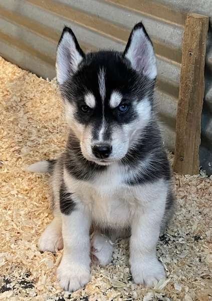 stupendi HUSKY di razza pura taglia MEDIA per adozione | Foto 2