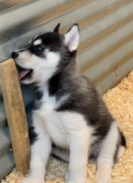 stupendi HUSKY di razza pura taglia MEDIA per adozione | Foto 0