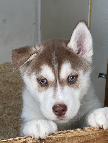 stupendi HUSKY di razza pura taglia MEDIA per adozione | Foto 1