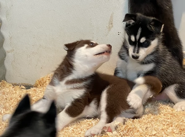 stupendi HUSKY di razza pura taglia MEDIA per adozione | Foto 2