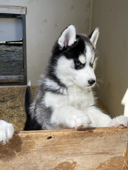 stupendi HUSKY di razza pura taglia MEDIA per adozione | Foto 3
