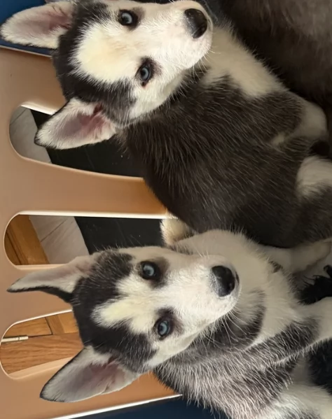 stupendi HUSKY di razza pura taglia MEDIA per adozione