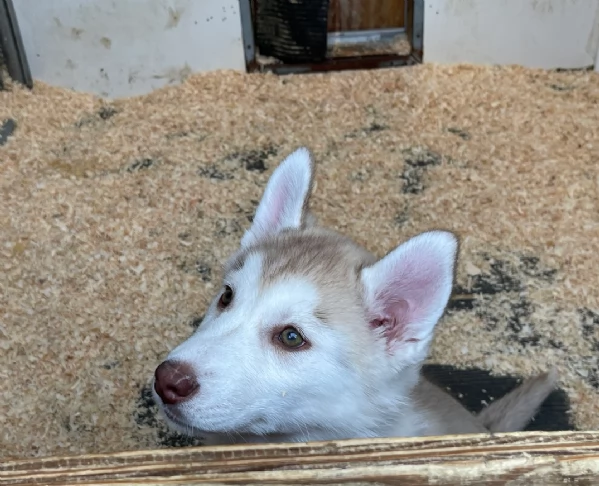 stupendi HUSKY di razza pura taglia MEDIA per adozione | Foto 0