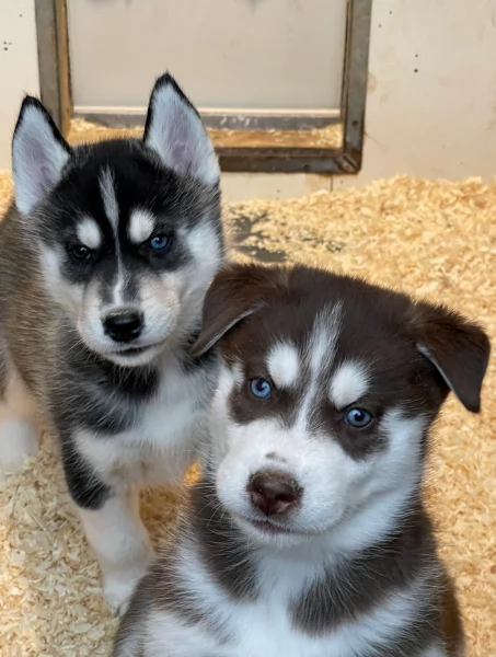 stupendi HUSKY di razza pura taglia MEDIA per adozione | Foto 5
