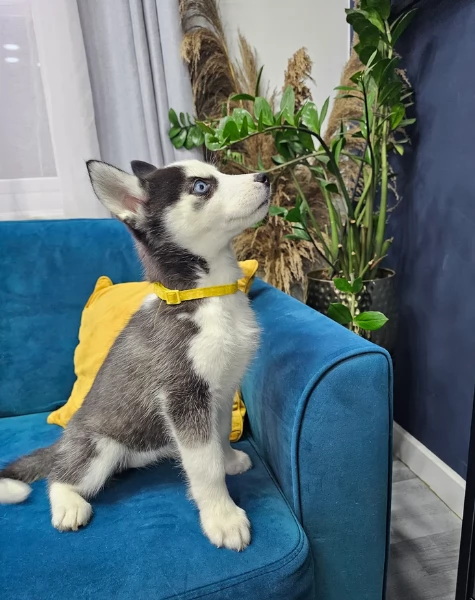 stupendi HUSKY di razza pura taglia MEDIA per adozione | Foto 4